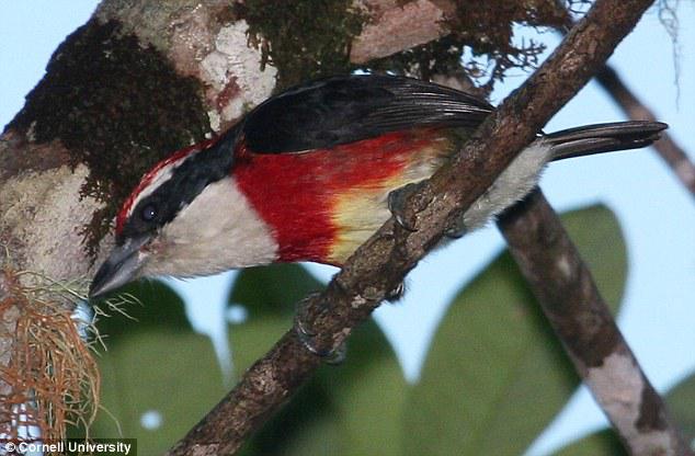 希拉须鴷 希拉须鴷的图片