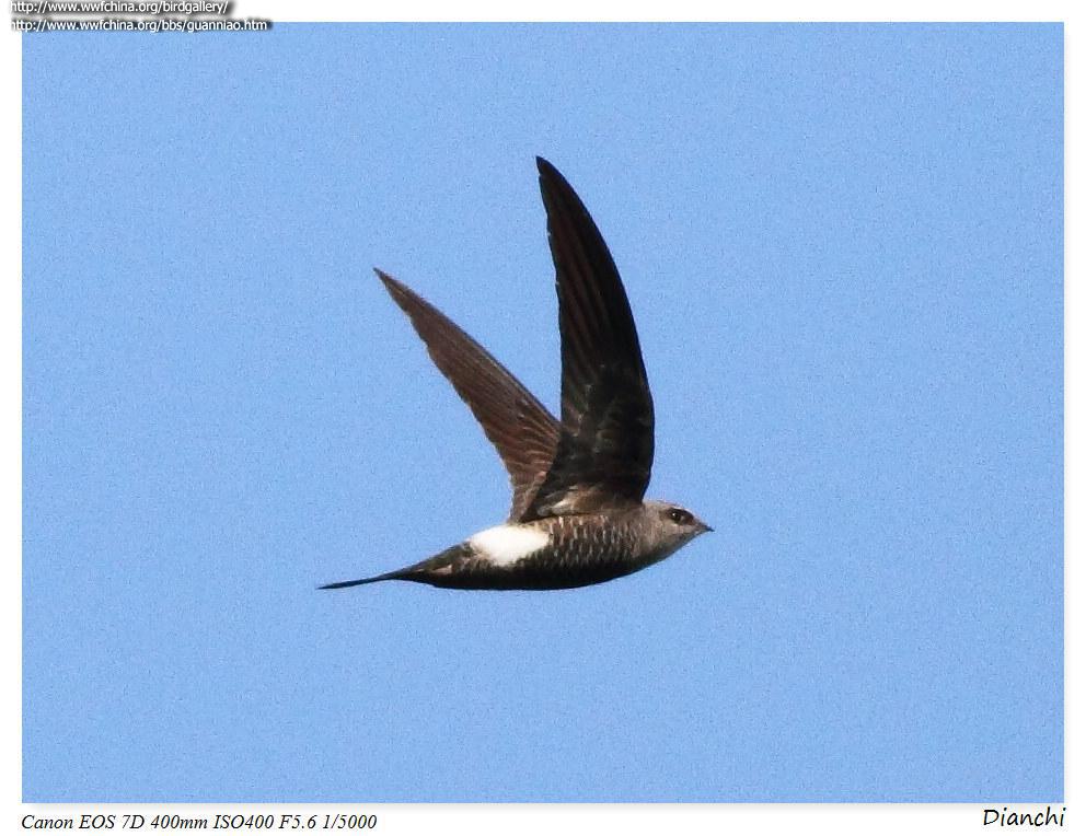 ���������ͼƬ