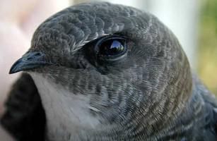 ��������ͷ��