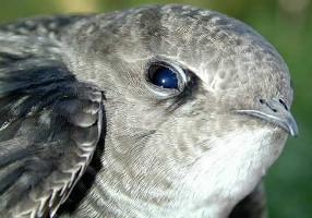 ��������ͷ��