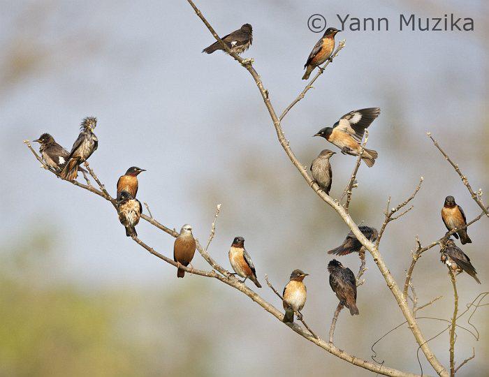 �߳������Ⱥ