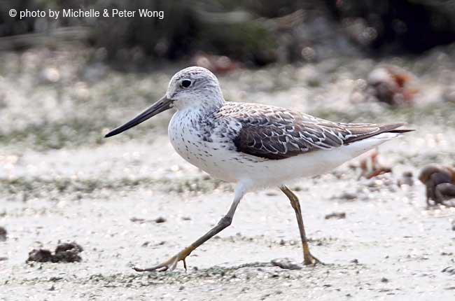 小青脚鹬 小青脚鹬的图片