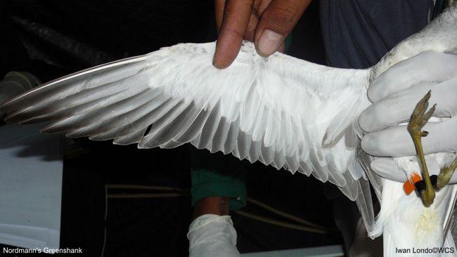 С����֣����°�ɫ