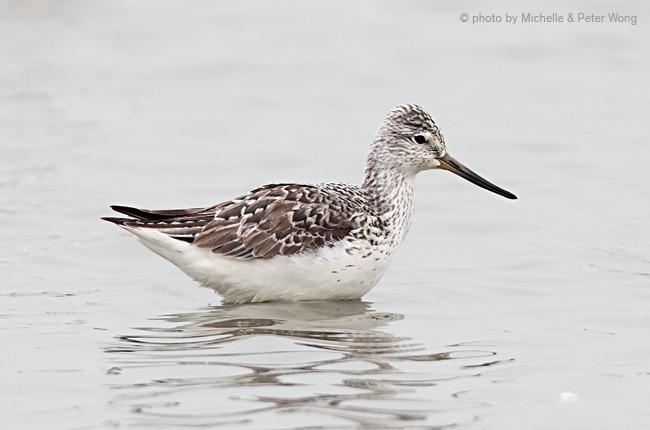 С����ַ�ֳ��