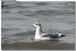 ����������Ÿ��ͼƬ