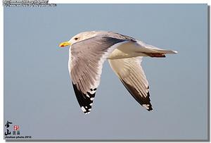 ����������Ÿ������ͼ