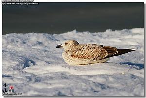 ����������Ÿ���ǳ���