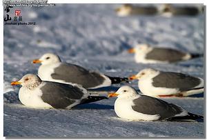 ����������Ÿ