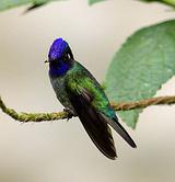 ��ͷ������