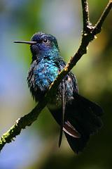 ��ͷ������