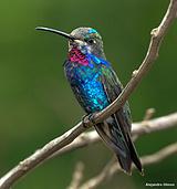 �Ǻ�������