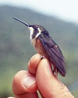 �ַ�����