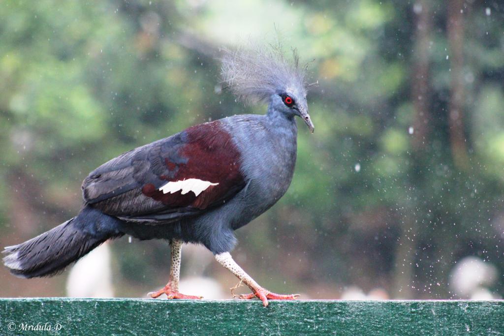 ά�����Ƿ���