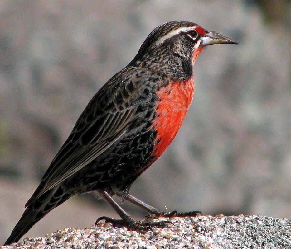 长尾草地鹨 长尾草地鹨的图片