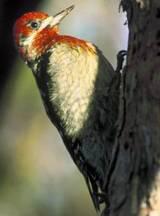 ��֭��ľ����