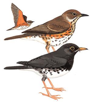 �ڻ�𴣺��̬����ͼ