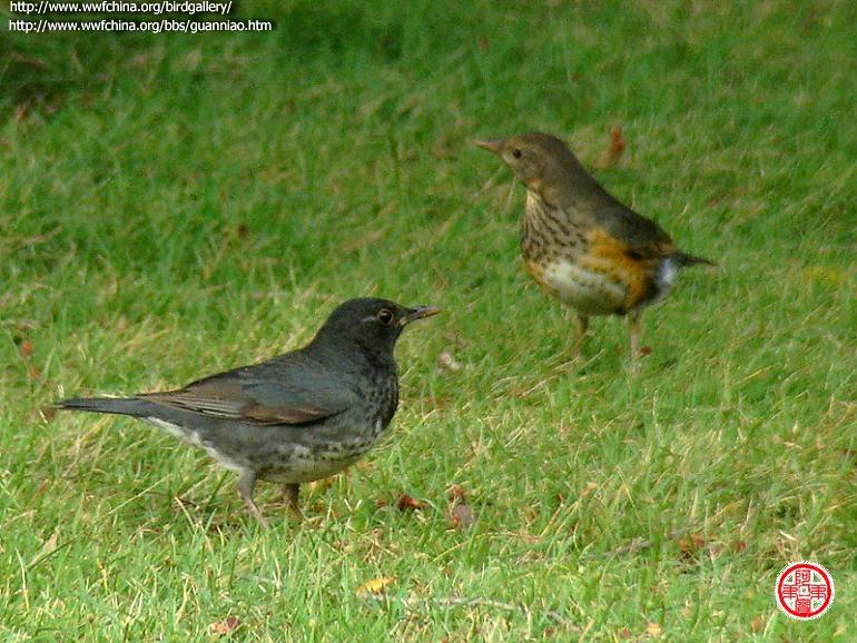 �ڻ�𴣬��������ұߴ���