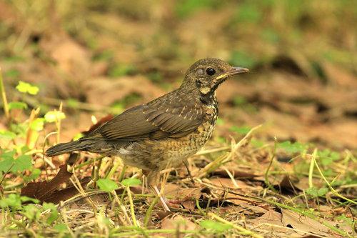 �ڻ�𴣺����