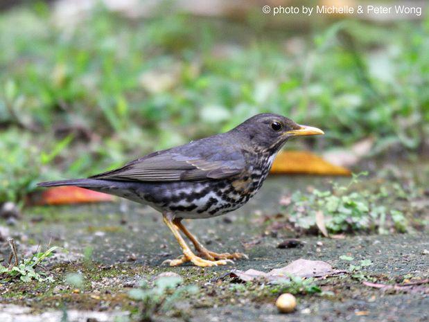 �ڻ�𴣺�����һ����1st summer male��