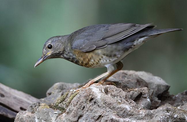 �ڻ�𴣺�����һ����1st winter male��