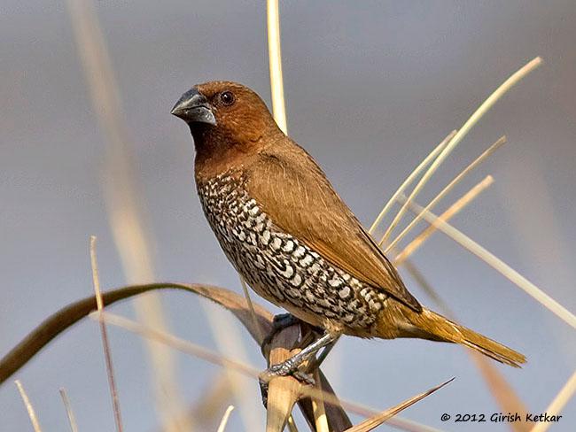 �������ͼƬ