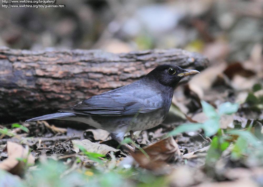 �ڻ�𴣺����