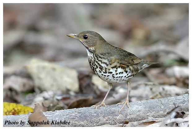 �ڻ�𴣺����