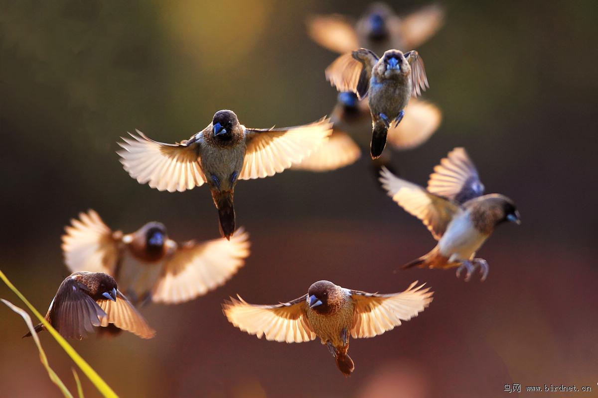 ������2012���ĵ���������������޼ɵ������ո��������ʳ������ɽ�ﺺ�ӣ�����2012:12:09��