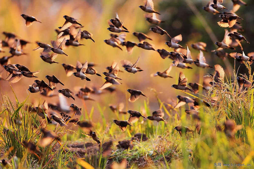 ��������Ⱥ��2012���ĵ���������������޼ɵ������ո��������ʳ������ɽ�ﺺ�ӣ�����2012:12:09��