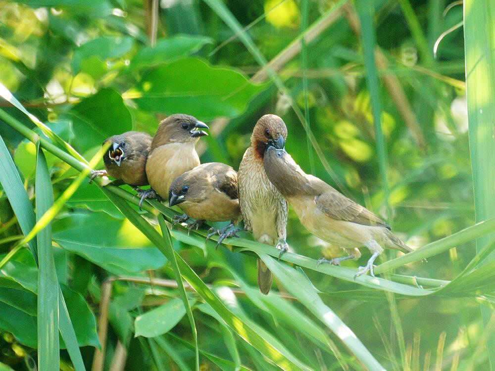 ���������裨�������ֻ�������ĺ�����