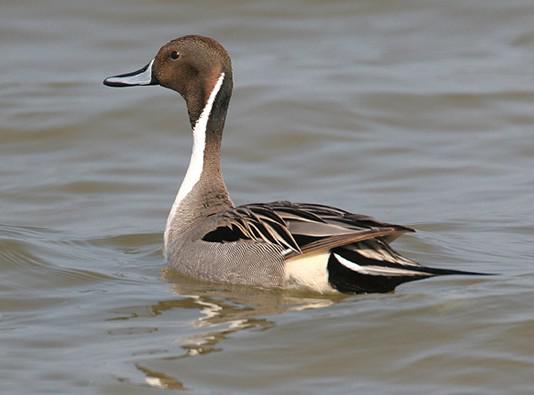 ��βѼ������