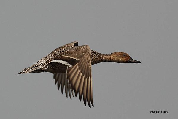 ��βѼ���������