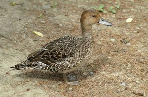 ��βѼ������