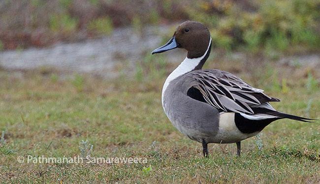 ��βѼ������