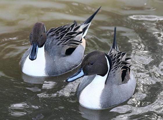 ��βѼ������һ��