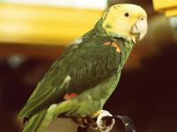 ˫��ͷ����ѷ����