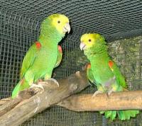 ˫��ͷ����ѷ����