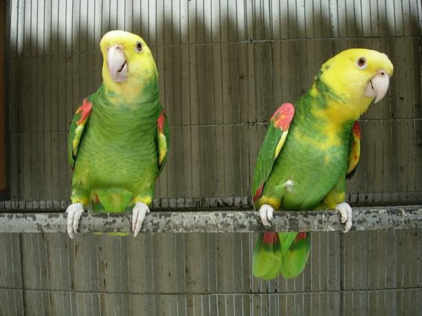 ˫��ͷ����ѷ����