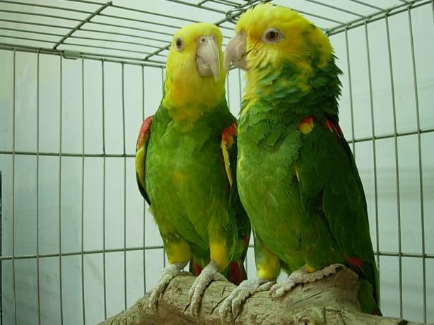 ˫��ͷ����ѷ����