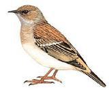 ����ɽ����