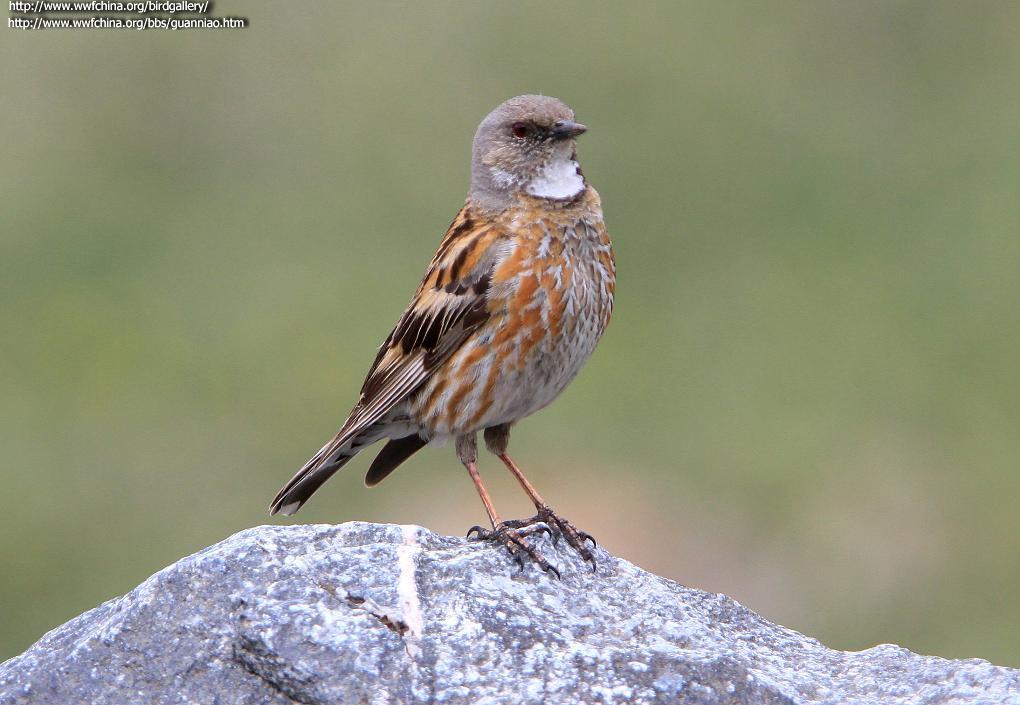 高原岩鹨 高原岩鹨的图片