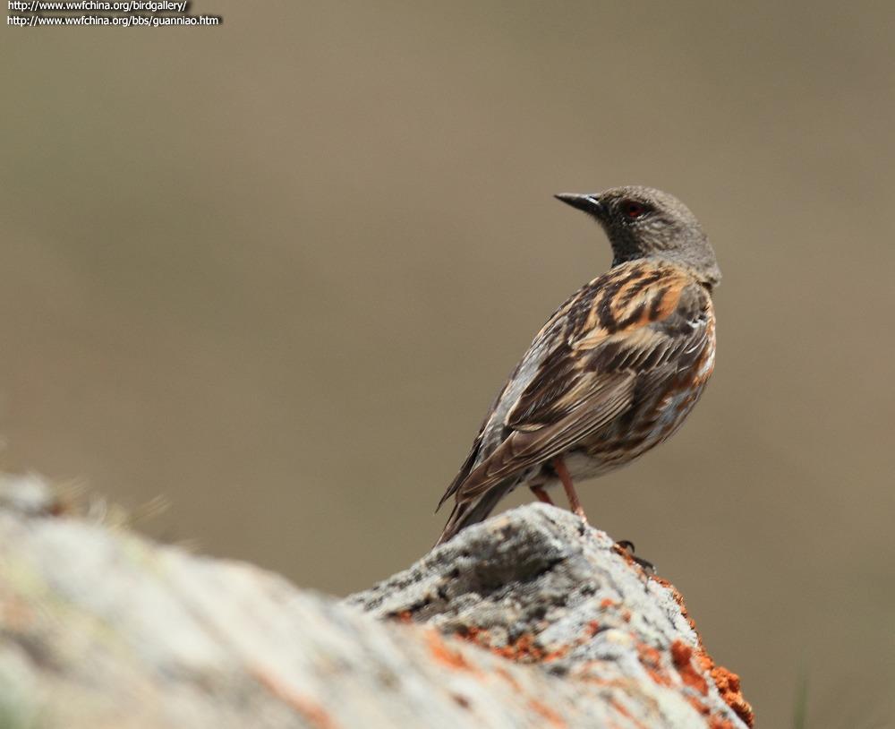 ��ԭ����