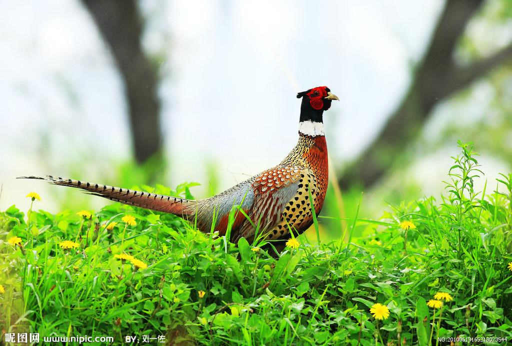 雉科 雉科的图片