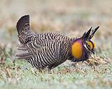 ��ԭ�ɼ���