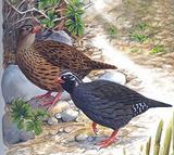 ϲ������������