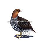 ̹ɣ��������