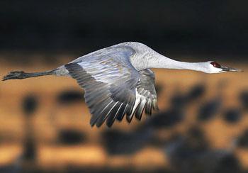 ����Ŀ��ͼƬ