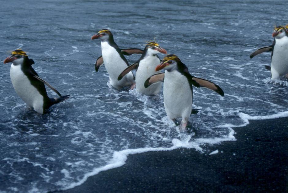 Royal Penguin (Eudyptes schlegeli)