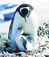 �׼ջ�ü���