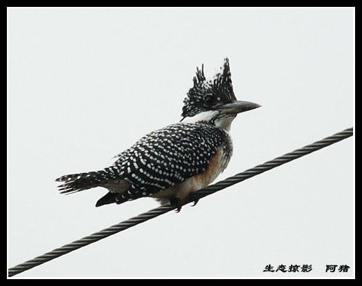 ���㹷��ͼƬ